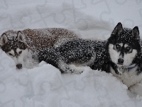 Śnieg, Siberian Husky, Psy, Zima