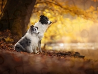 Border collie, Dwa, Psy, Owczarek szetlandzki