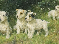Psy, Malarstwo, Cztery, Foksteriery szorstkowłose, Arthur Wardle, Obraz, Szczeniaki