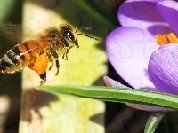 Pszczoła, Krokus