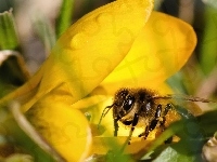 Pszczoła, Kwiat