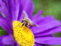 Pszczoła, Fioletowy, Kwiat, Makro