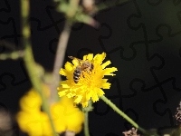 Kwiat, Pszczoła, Lato