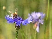 Niebieskie, Pszczoła, Chabry
