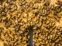 Pszczoła, Rój