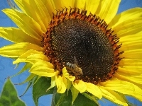 Pszczoła, Kwiat, Słonecznik, Owad