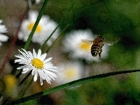 Pszczoła, Stokrotki