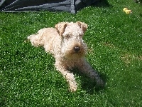 umaszczenie, pszeniczne, Lakeland Terrier