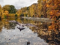 Ptactwo, Jesień, Jezioro, Wodne
