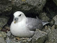 Fulmar, Ptak, Skała