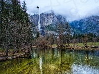 Stan Kalifornia, Góry, Ptak, Rzeka Merced, Stany Zjednoczone, Park Narodowy Yosemite, Drzewa