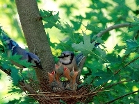 Gniazdo, Ptaki, Drzewo