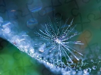 Puch, Bokeh, Makro, Krople, Mleczu