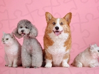 Dwa, Psy, Koty, Pudel, Welsh corgi pembroke