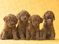 Pudle, Szczeniaki, Cztery