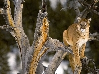 Kot, Puma, Drzewo