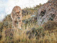 Dziki, Puma, Kot, Kamienie, Roślinność