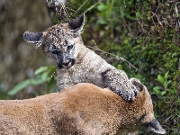 Puma, Małe