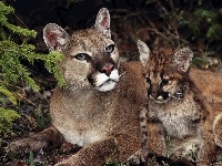 Matka, Puma, Młode