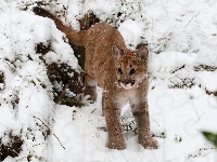 Śnieg, Puma, Zima