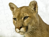 Puma płowa