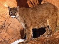 Puma, Skała