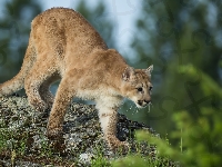 Puma, Skała
