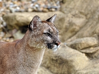 Puma kostarykańska, Skała