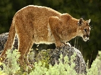 Puma, Skałka