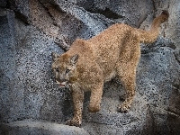 Puma, Skały