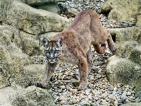 Spojrzenie, Puma, Skały