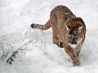 Puma, Zima, W Śniegu