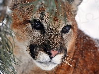 Puma, Zbliżenie