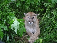 Puma, Zieleń