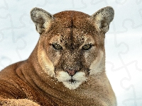 Puma, Zima