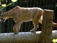 Puma, Zoo