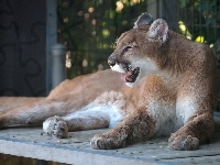 Puma, Zoo