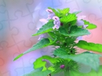 Jasnota purpurowa, Roślina