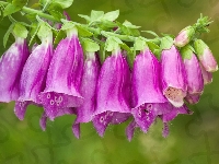 Kwiat, Różowy, Naparstnica purpurowa