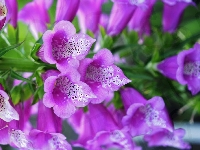 Makro, Kwiat, Naparstnica Purpurowa