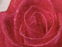 Purpurowa, Róża
