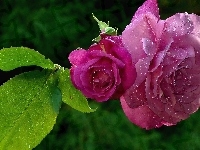 Purpurowa, Róża