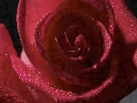 Różą, Purpurowa, Zbliżenie