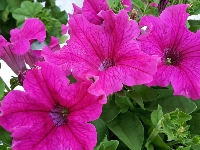Purpurowa, Surfinia