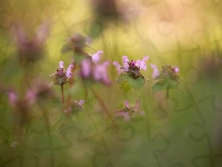 Trawa, Kwiaty, Jasnota purpurowa