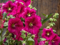 Purpurowe, Malwy