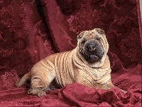 Purpurowe, Shar Pei, Kotary