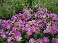 Purpurowe, Pierwiosnki