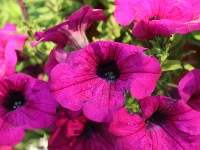 Purpurowe, Surfinie