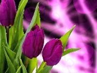 Tulipany, Purpurowe, Liście